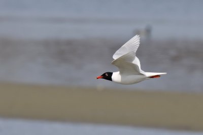 Svarthuvad mås - Mediterranean Gull (Larus melanocephalus)