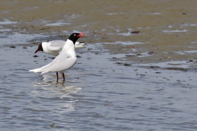 Svarthuvad mås - Mediterranean Gull (Larus melanocephalus)