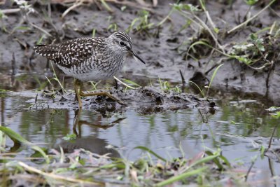 Grnbena	- Wood Sandpiper (Tringa glareola)