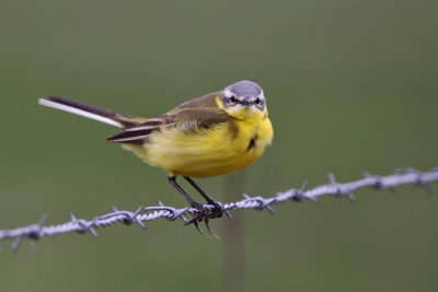 Gulrla - Yellow Wagtail (Motacilla flava)