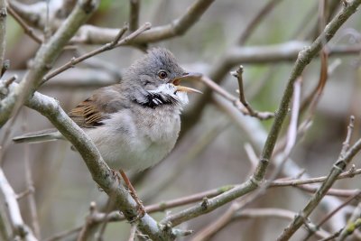 Trnsngare - Whitethroat (Sylvia communis)