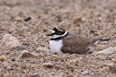 Mindre strandpipare -	Little Ringed Plover (Charadrius dubius)