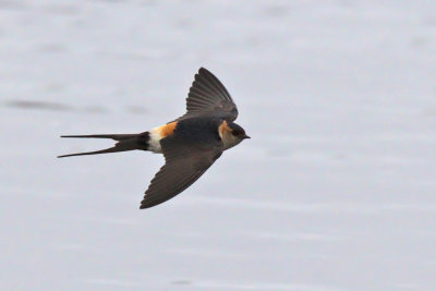 Rostgumpsvala - Red-rumped Swallow (Hirundo daurica)