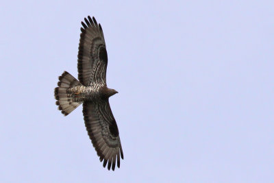 Bivrk - Honey Buzzard (Pernis apivorus)