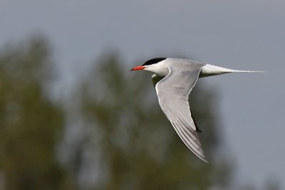 Fisktrna - Common Tern (Sterna hirundo)