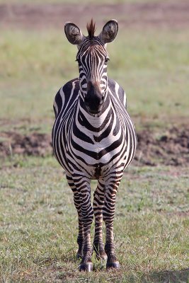Burchells zebra - (Equus burchellii)