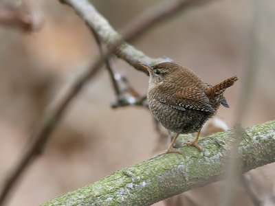 Grdsmyg - Wren (Troglodytes troglodytes)