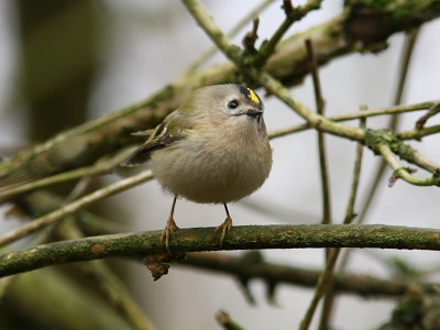 Kungsfgel - Goldcrest (Regulus regulus)