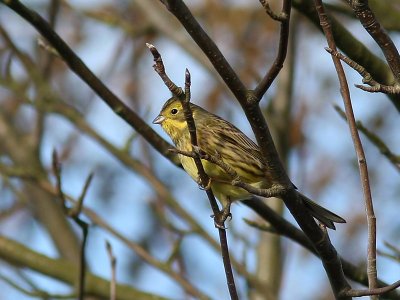 Gulsparv - Yellowhammer (Emberiza citrinella)