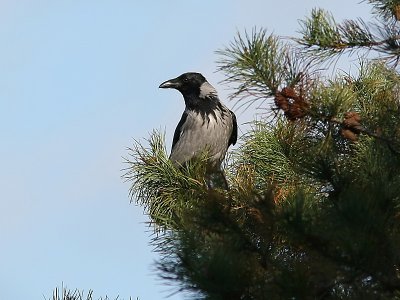 Krka - Hooded Crow (Corvus corone)