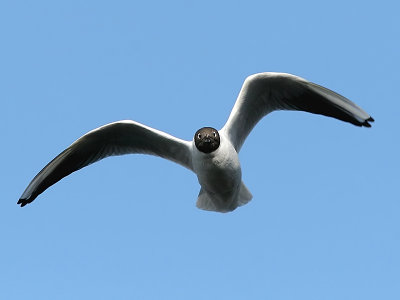 Skrattms - Black-headed Gull (Larus ridibundus)