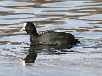 Sothna - Coot (Fulica atra)