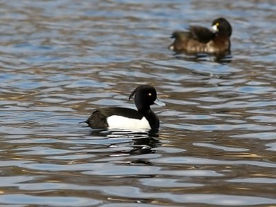 Vigg - Tufted Duck (Aythya fuligula)