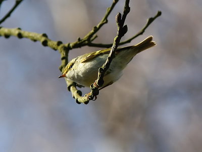 Kungsfgelsngare - Pallas's Warbler (Phylloscopus proregulus)