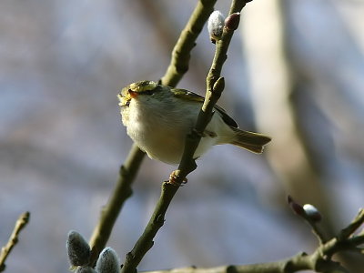 Kungsfågelsångare - Pallas's Warbler (Phylloscopus proregulus)