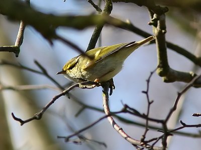 Kungsfågelsångare - Pallas's Warbler (Phylloscopus proregulus)