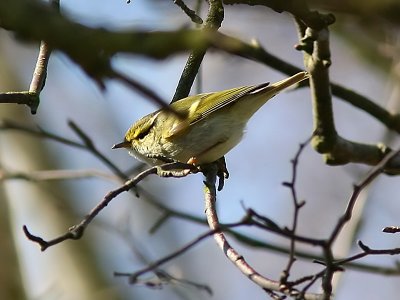 Kungsfgelsngare - Pallass Warbler (Phylloscopus proregulus)