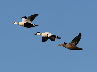 Ejder - Eider (Somateria mollissima)