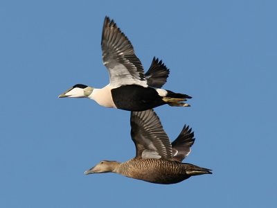 Ejder - Eider (Somateria mollissima)