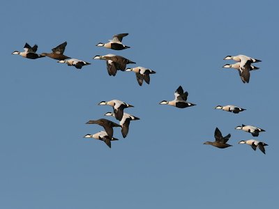 Ejder - Eider (Somateria mollissima)