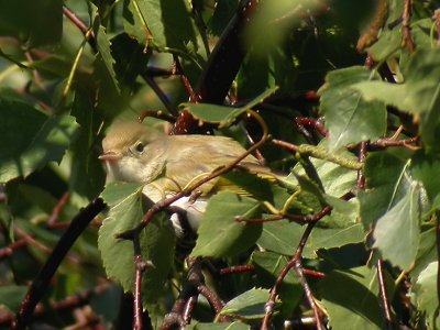 Bergsngare - Bonelli's Warbler (Phylloscopus bonelli)