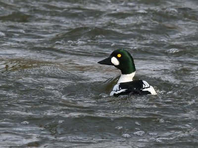 Knipa - Goldeneye (Bucephala clangula)