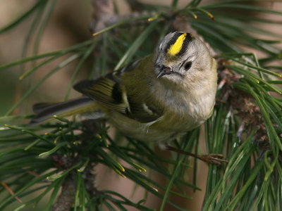 Kungsfgel - Goldcrest (Regulus regulus)