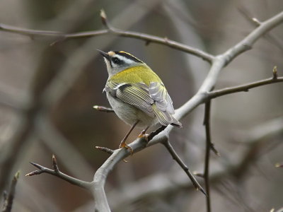 Brandkronad kungsfgel - Firecrest (Regulus ignicapillus)