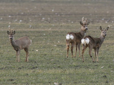 Rdjur - Roe Deer (Capreolus capreolus)