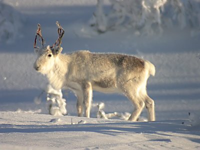 Ren - Reindeer (Rangifer tarandus )