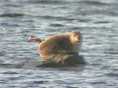 Knubbsl - Common seal (Phoca vitulina)