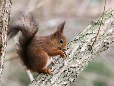Ekorre - Eurasian red squirrel (Sciurus vulgaris)