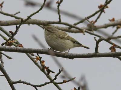 Bergstaigasngare - Humes Warbler (Phylloscopus humei)