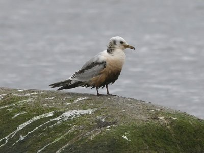 Tretig ms - Kittiwake (Rissa tridactyla)