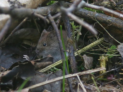 Skogssork - Bank vole (Clethrionomys glareolus)