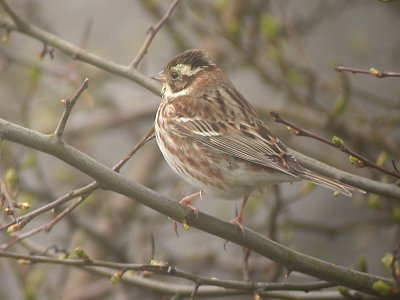 Videsparv - Rustic Bunting (Emberiza rustica)