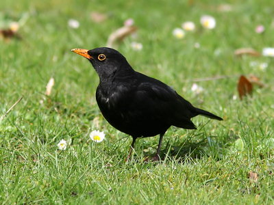 Koltrast - Blackbird (Turdus merula)