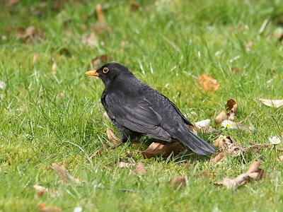 Koltrast - Blackbird (Turdus merula)