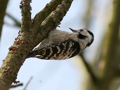 Mindre hackspett - Lesser Spotted Woodpecker (Dendrocopos minor)