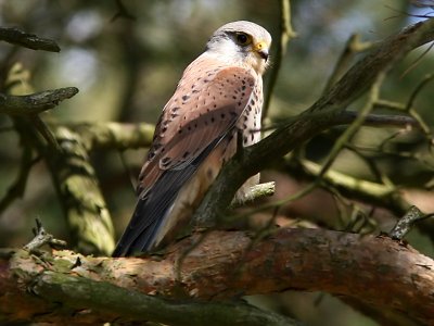 Tornfalk - Kestrel (Falco tinnunculus)