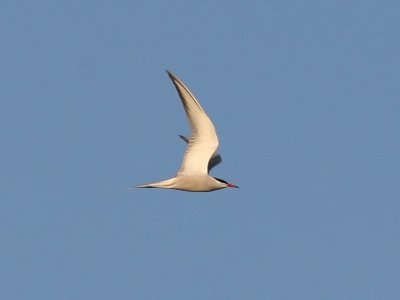 Fisktrna - Common Tern (Sterna hirundo)