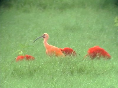 050208 jj Scarlet ibis Cuare wildlife refuge.jpg