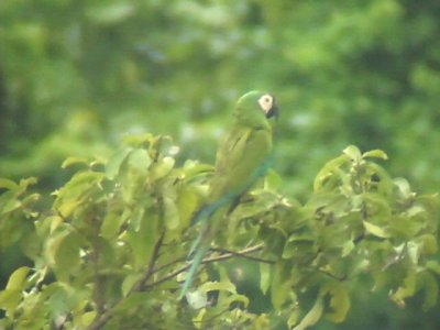 050209 a Chestnut-fronted macaw El Vigia.jpg
