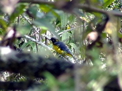 050213 ll Lacrimose mountain tanager Gustavos trail.jpg