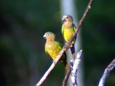 050214 tt Brown-throated parakeet Altamira rd.jpg