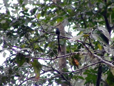 050216 h Scissor-tailed hummingbird Cerro Humo.jpg