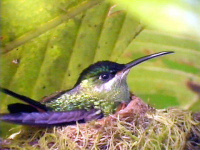 050216 n Scissor-tailed hummingbird Cerro Humo.jpg