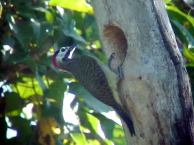 050217 dd Spot-breasted woodpecker Balneario Sabacual.jpg