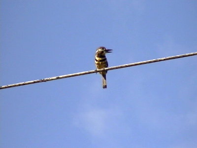 050217 f Two-banded puffbird Balneario Sabacual.jpg