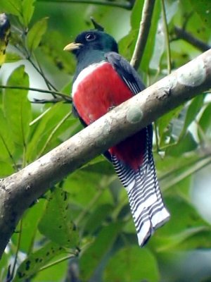 050217 nn Collared trogon Cuevo de Guachara.jpg